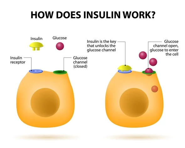 insulin hoạt động như thế nào