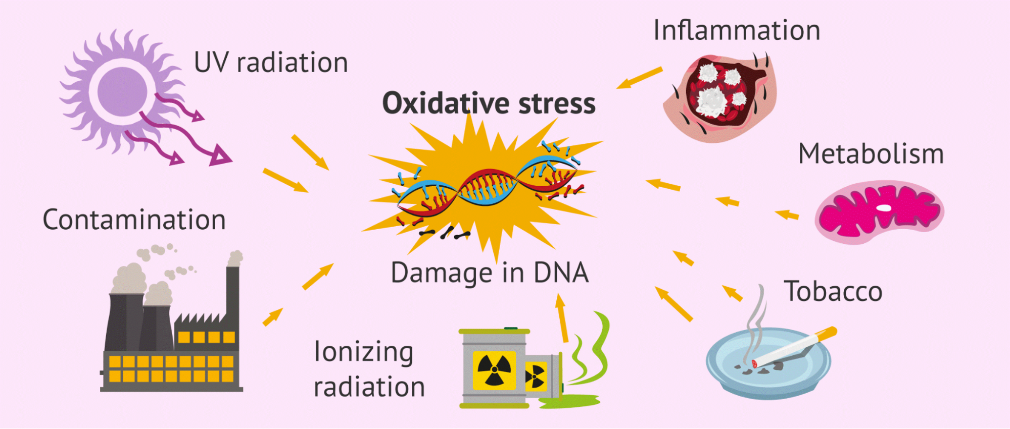 quá trình oxy hóa gây tổn thương tế bào da
