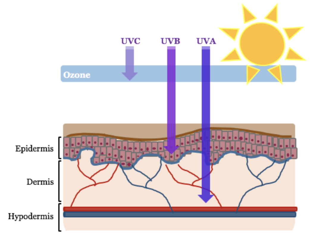 tác dụng của uva uvb đến cấu trúc da